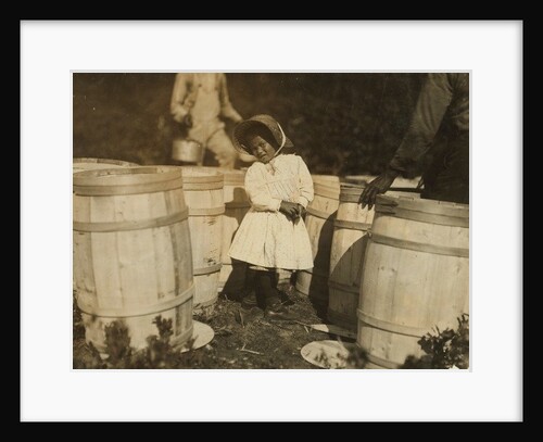 Mary Christmas, only 3, made to pick cranberries spilt at the barrels by her grandfather, Week's Bog, Falmouth, Massachusetts, 1911 by Lewis Wickes Hine