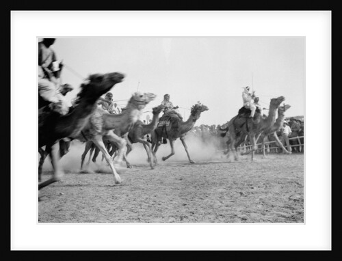 A camel race in full stride, Beersheba Race Meeting, Israel, 4th May 1940 by Anonymous
