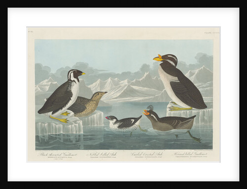 Black-throated Guillemot, Nobbed-billed Auk, Curled-Crested Auk and Horned-billed Guillemot 1838 by John James (after) Audubon