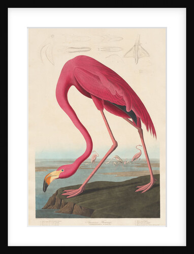 American Flamingo, 1838 by John James Audubon