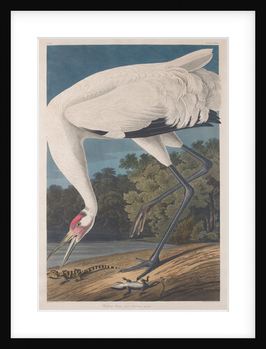 Hooping Crane, 1834 by John James (after) Audubon