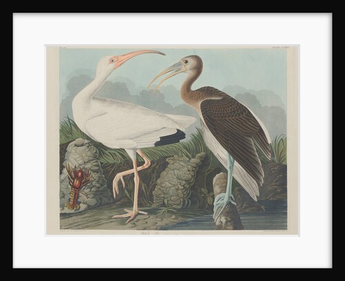 White Ibis, 1834 by John James (after) Audubon