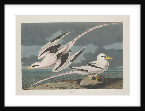 Tropic Bird, 1835 by John James Audubon