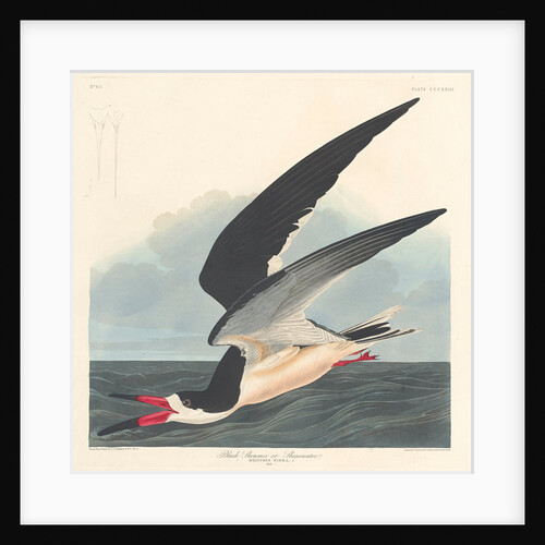 Black Skimmer, 1836 by John James (after) Audubon