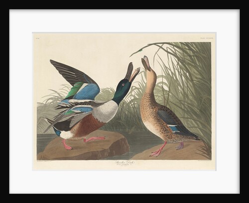 Shoveller Duck, 1836 by John James Audubon