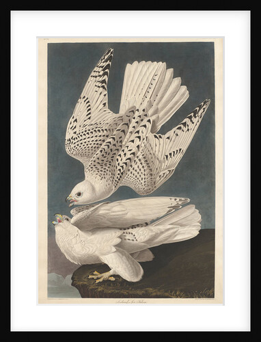 Iceland or Jer Falcon, 1837 by John James (after) Audubon
