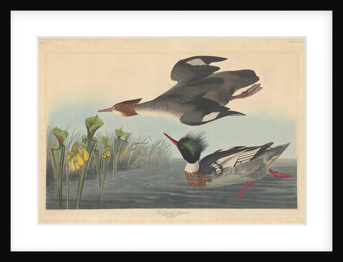 Red-breasted Merganser by John James Audubon