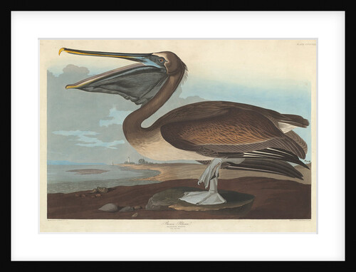 Brown Pelican by John James Audubon