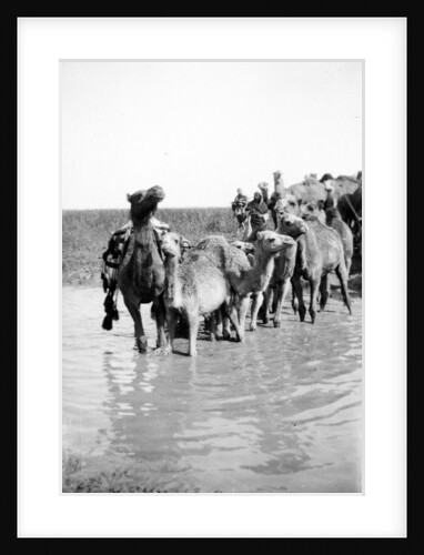 Camels fording a stream in the Valley of Elah, 1900-20 by Anonymous