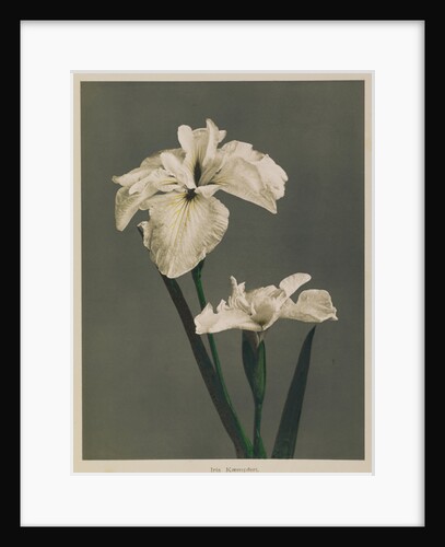 Iris Kaempferi, 1896 by Kazumasa (1860-1930) Ogawa
