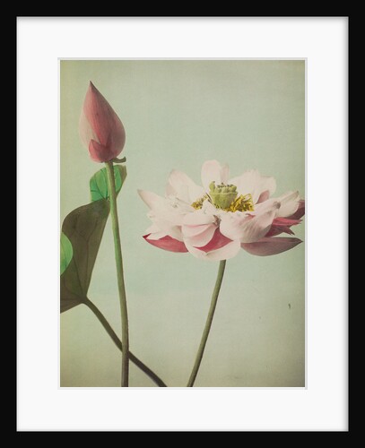 Lotus, 1896 by Kazumasa Ogawa