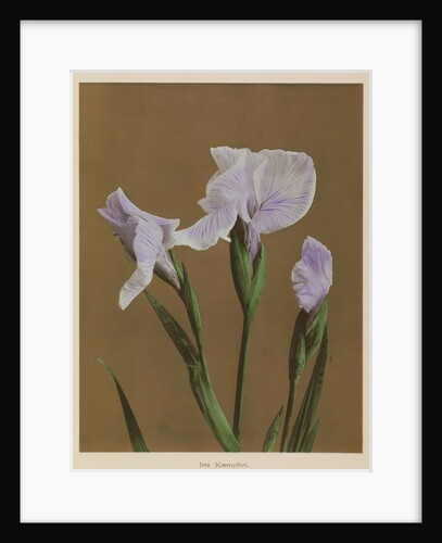 Iris Kaempfer, 1896 by Kazumasa Ogawa