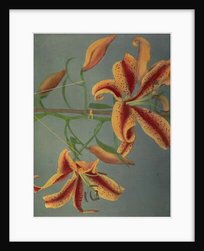 Lily, 1896 by Kazumasa Ogawa