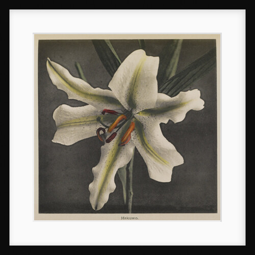 Lily, 1896 by Kazumasa (1860-1930) Ogawa
