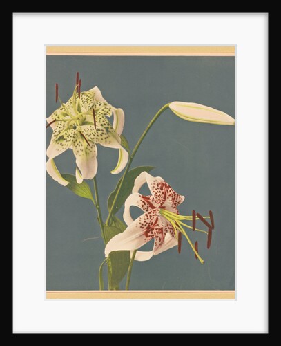 Lilies, 1897 by Kazumasa Ogawa