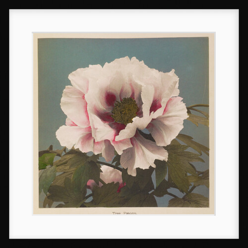 Tree Paeony, 1896 by Kazumasa Ogawa