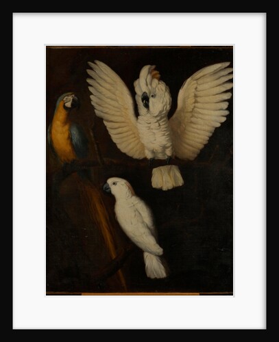 Parrots, c.1670 by Dutch School
