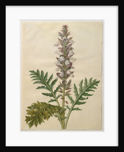 Acanthus mollis from the album Gottorfer Codex, c.1650 by Hans Simon Holtzbecher