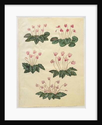 Cyclamen purprascens from the album Gottorfer Codex, c.1650 by Hans Simon Holtzbecher