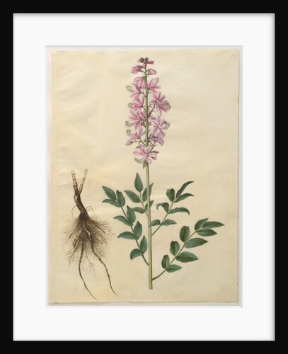 Dictamnus albus from the album Gottorfer Codex, c.1650 by Hans Simon Holtzbecher