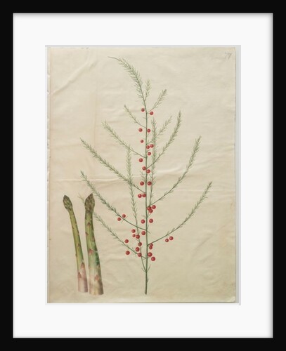 Asparagus officinalis from the album Gottorfer Codex, c.1650 by Hans Simon Holtzbecher