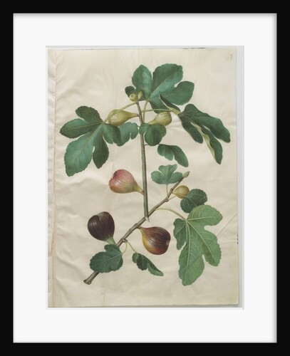Ficus carica from the album Gottorfer Codex, c.1650 by Hans Simon Holtzbecher