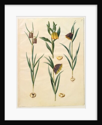 Fritilleria meleagris from the album Gottorfer Codex, c.1650 by Hans Simon Holtzbecher