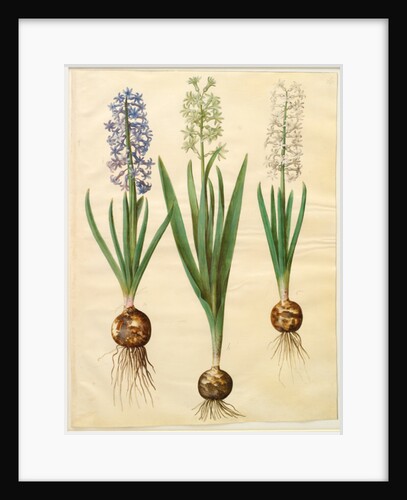Hyacinthoides orientalis from the album Gottorfer Codex, c.1650 by Hans Simon Holtzbecher