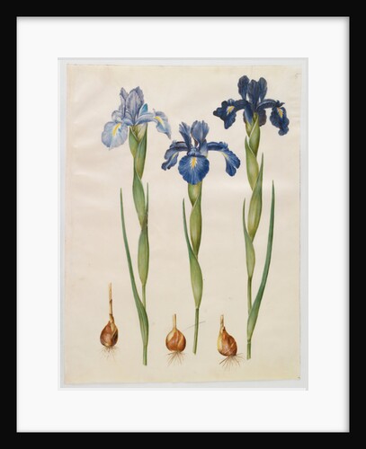 Iris xiphiodes from the album Gottorfer Codex, c.1650 by Hans Simon Holtzbecher