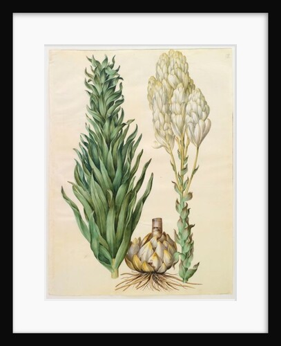 Lilium candidum monstrosum from the album Gottorfer Codex, c.1650 by Hans Simon Holtzbecher