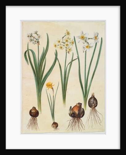 Narcissus tazetta, narcissus orientalis and corbularia bulbocodium from the album Gottorfer Codex, c.1650 by Hans Simon Holtzbecher