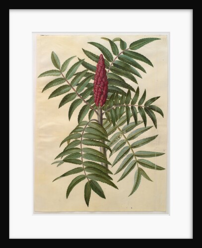 Rhus typhina from the album Gottorfer Codex, c.1650 by Hans Simon Holtzbecher