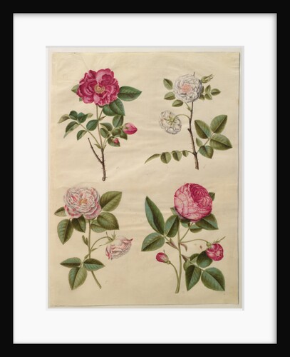 Rosa gallica from the album Gottorfer Codex, c.1650 by Hans Simon Holtzbecher