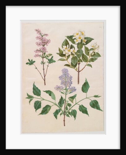 Syringa persica, philadelphus coronarius and syringa vulgaris from the album Gottorfer Codex, c.1650 by Hans Simon Holtzbecher