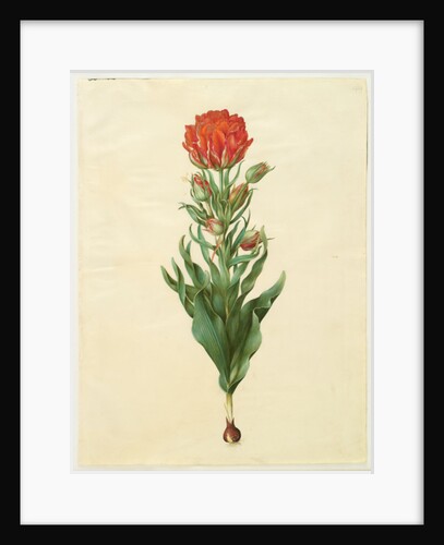 Tulipa gesneriana from the album Gottorfer Codex, c.1650 by Hans Simon Holtzbecher