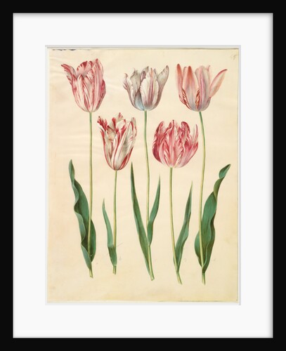 Tulipa gesneriana from the album Gottorfer Codex, c.1650 by Hans Simon Holtzbecher