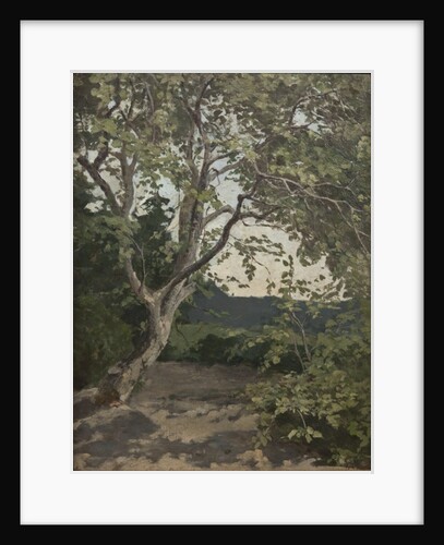 A Tree study by Anna Nordlander