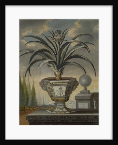 Pineapple plant, 1729 by David von Coln