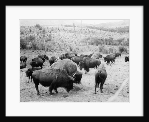 Roosevelt, king of herd, at bay, and Carrie Nation, dehorned, c.1907 by Detroit Publishing Co.