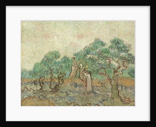 The Olive Orchard, 1889 by Vincent van Gogh