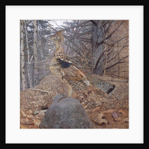 Male Ruffed Grouse in the Forest, 1907-08 by Gerald Thayer