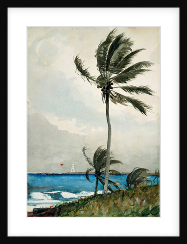 Palm Tree, Nassau, 1898 by Winslow Homer