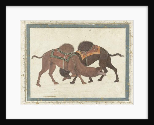 Fighting camels, c.1680-1700 by Indian School