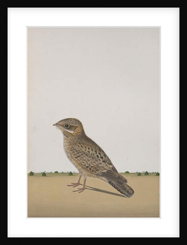 A Common Indian Nightjar, c.1780 by Indian School