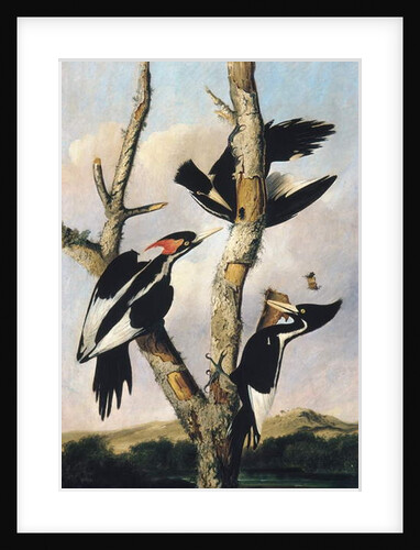 Ivory-billed Woodpeckers, c.1830-31 by Joseph Bartholomew Kidd