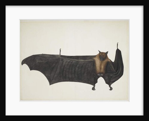 Great Indian Fruit Bat, c.1777-82 by Indian School