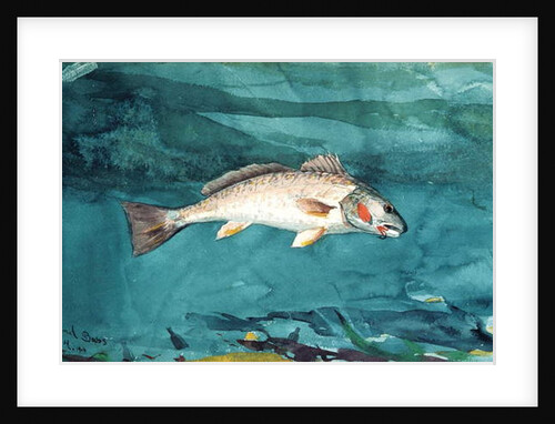 Channel Bass, 1904 by Winslow Homer
