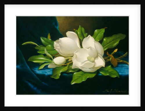 Giant Magnolias on a Blue Velvet Cloth, c.1890 by Martin Johnson Heade