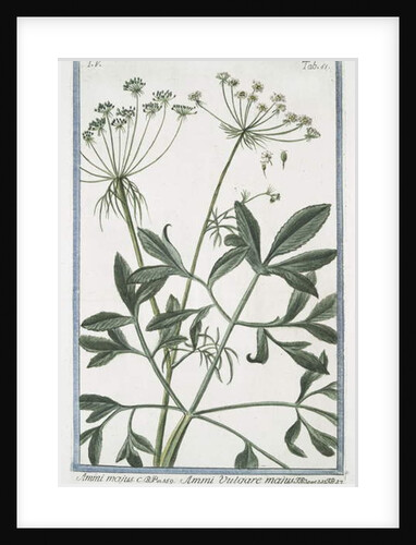 Ammi majus by Giorgio Bonelli