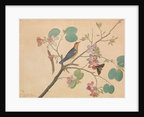 An Orange-Headed Ground Thrush and a Death's-Head Moth on a Purple Ebony Orchid Branch, 1778 by Shaikh Zain ud-Din